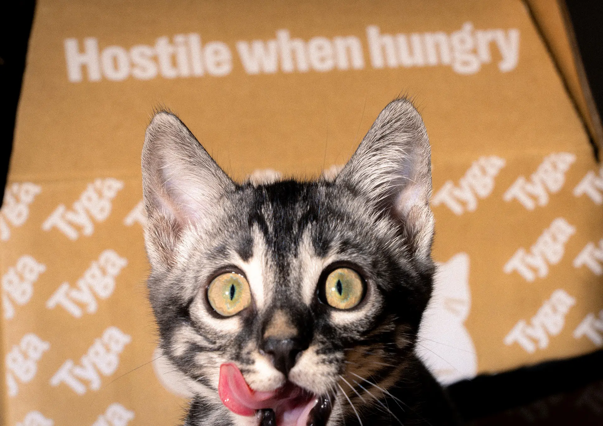 Cat licking its lips in front of Tyga packaging